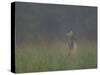 Cades Cove Doe-Galloimages Online-Stretched Canvas