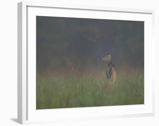 Cades Cove Doe-Galloimages Online-Framed Photographic Print