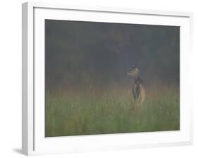 Cades Cove Doe-Galloimages Online-Framed Photographic Print