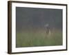 Cades Cove Doe-Galloimages Online-Framed Photographic Print