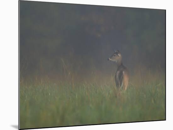 Cades Cove Doe-Galloimages Online-Mounted Photographic Print