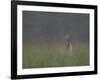 Cades Cove Doe-Galloimages Online-Framed Photographic Print