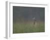 Cades Cove Doe-Galloimages Online-Framed Photographic Print