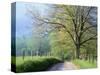 Cades Cove Lane in Great Smoky Mountains National Park-Darrell Gulin-Stretched Canvas