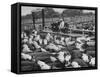 Cadets and a Cowboy Sitting on a Fence in a Stockyard Crowded with Cattle-null-Framed Stretched Canvas