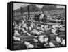 Cadets and a Cowboy Sitting on a Fence in a Stockyard Crowded with Cattle-null-Framed Stretched Canvas