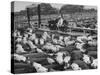 Cadets and a Cowboy Sitting on a Fence in a Stockyard Crowded with Cattle-null-Stretched Canvas