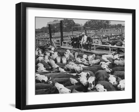 Cadets and a Cowboy Sitting on a Fence in a Stockyard Crowded with Cattle-null-Framed Photographic Print