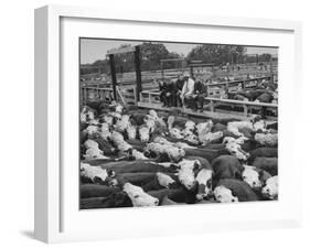Cadets and a Cowboy Sitting on a Fence in a Stockyard Crowded with Cattle-null-Framed Photographic Print
