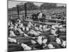 Cadets and a Cowboy Sitting on a Fence in a Stockyard Crowded with Cattle-null-Mounted Photographic Print