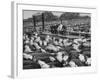 Cadets and a Cowboy Sitting on a Fence in a Stockyard Crowded with Cattle-null-Framed Photographic Print
