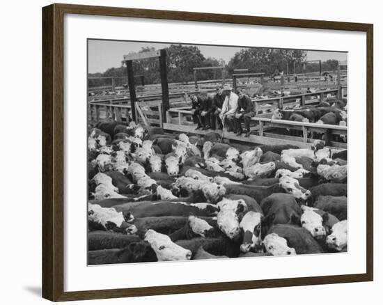 Cadets and a Cowboy Sitting on a Fence in a Stockyard Crowded with Cattle-null-Framed Photographic Print