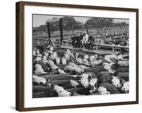 Cadets and a Cowboy Sitting on a Fence in a Stockyard Crowded with Cattle-null-Framed Photographic Print