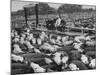 Cadets and a Cowboy Sitting on a Fence in a Stockyard Crowded with Cattle-null-Mounted Photographic Print