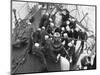 Cadets Raising the Anchor Aboard the Sorlandet in the English Channel, June 1952-null-Mounted Photographic Print