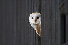 Barn Owl-cadifor-Photographic Print