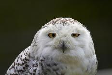 Barn Owl-cadifor-Photographic Print