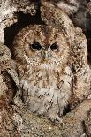 Tawny Owl-cadifor-Photographic Print