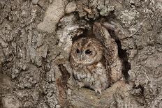 Tawny Owl-cadifor-Photographic Print