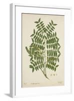 Caesalpinia Jayabo Maza, 1800-10-null-Framed Giclee Print