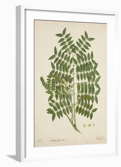 Caesalpinia Jayabo Maza, 1800-10-null-Framed Giclee Print