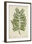 Caesalpinia Jayabo Maza, 1800-10-null-Framed Giclee Print