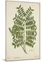 Caesalpinia Jayabo Maza, 1800-10-null-Mounted Giclee Print