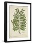 Caesalpinia Jayabo Maza, 1800-10-null-Framed Giclee Print