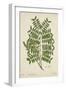 Caesalpinia Jayabo Maza, 1800-10-null-Framed Giclee Print