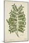 Caesalpinia Jayabo Maza, 1800-10-null-Mounted Giclee Print