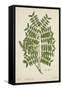Caesalpinia Jayabo Maza, 1800-10-null-Framed Stretched Canvas
