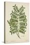 Caesalpinia Jayabo Maza, 1800-10-null-Stretched Canvas