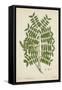 Caesalpinia Jayabo Maza, 1800-10-null-Framed Stretched Canvas