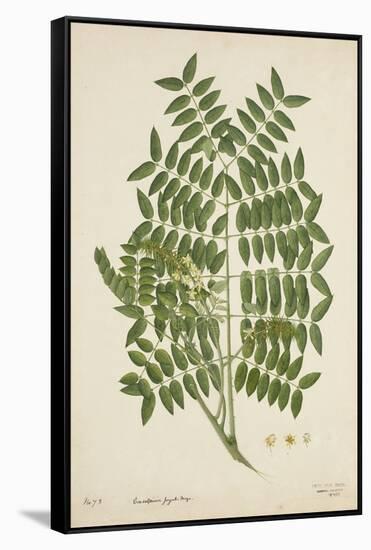 Caesalpinia Jayabo Maza, 1800-10-null-Framed Stretched Canvas