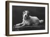 Caesar, King Edward's Favourite Dog, 20th Century-null-Framed Giclee Print