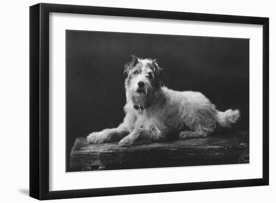 Caesar, King Edward's Favourite Dog, 20th Century-null-Framed Giclee Print