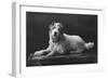 Caesar, King Edward's Favourite Dog, 20th Century-null-Framed Giclee Print