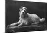 Caesar, King Edward's Favourite Dog, 20th Century-null-Mounted Giclee Print