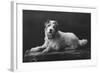 Caesar, King Edward's Favourite Dog, 20th Century-null-Framed Giclee Print