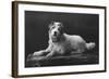 Caesar, King Edward's Favourite Dog, 20th Century-null-Framed Giclee Print