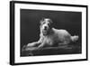 Caesar, King Edward's Favourite Dog, 20th Century-null-Framed Giclee Print