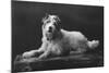 Caesar, King Edward's Favourite Dog, 20th Century-null-Mounted Giclee Print