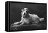 Caesar, King Edward's Favourite Dog, 20th Century-null-Framed Stretched Canvas