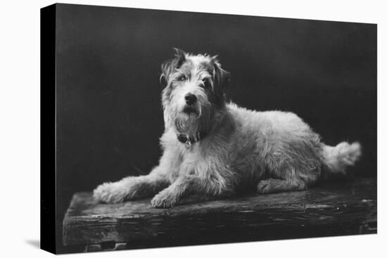 Caesar, King Edward's Favourite Dog, 20th Century-null-Stretched Canvas