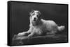 Caesar, King Edward's Favourite Dog, 20th Century-null-Framed Stretched Canvas