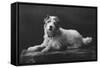 Caesar, King Edward's Favourite Dog, 20th Century-null-Framed Stretched Canvas