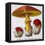 Caesar's Amanite (Agaricus Caesaricus) (Edible)-null-Framed Stretched Canvas