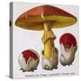 Caesar's Amanite (Agaricus Caesaricus) (Edible)-null-Stretched Canvas