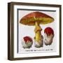 Caesar's Amanite (Agaricus Caesaricus) (Edible)-null-Framed Art Print