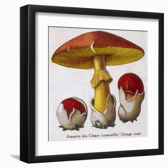 Caesar's Amanite (Agaricus Caesaricus) (Edible)-null-Framed Art Print